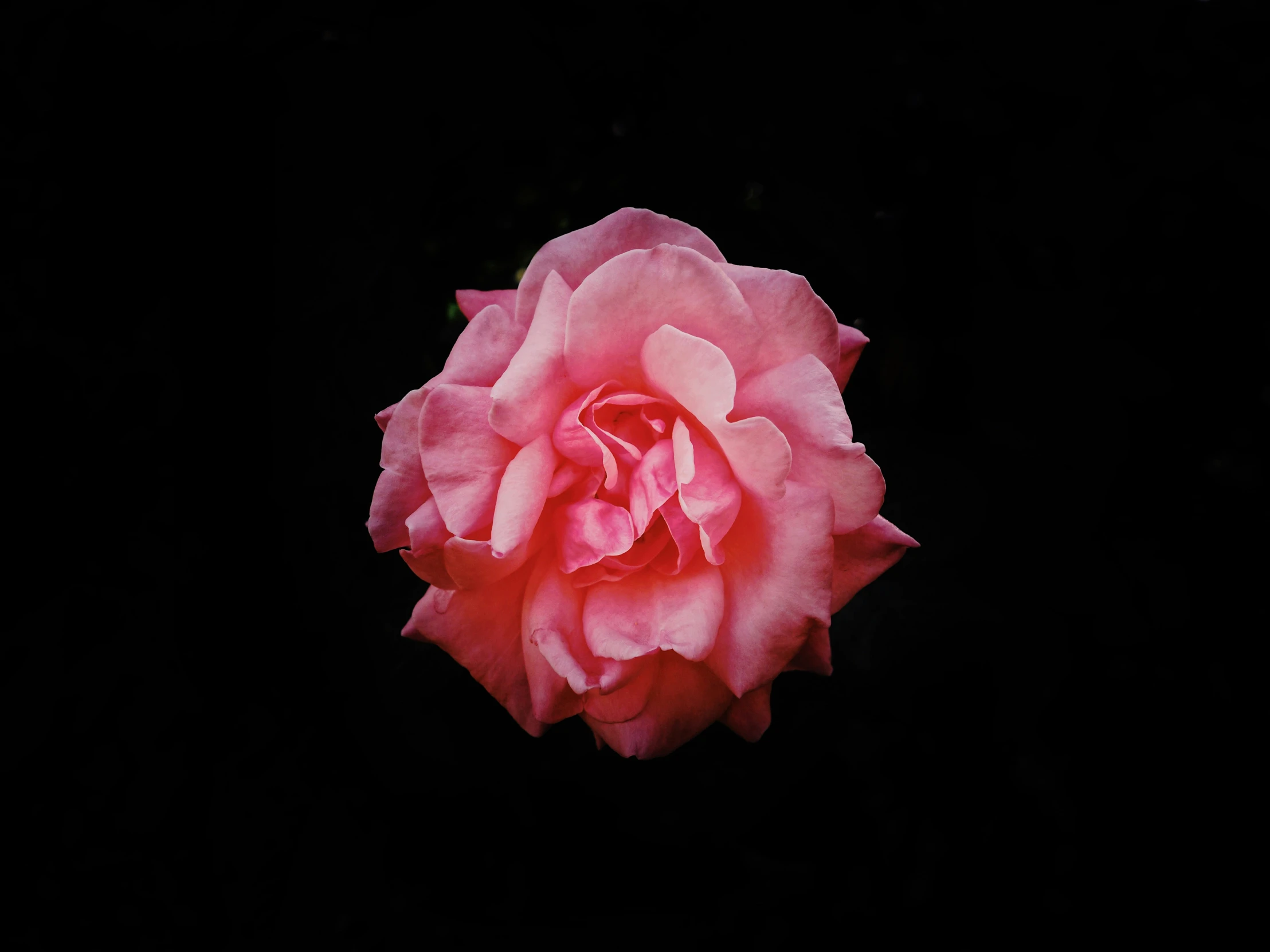 a single pink rose is glowing on a dark background