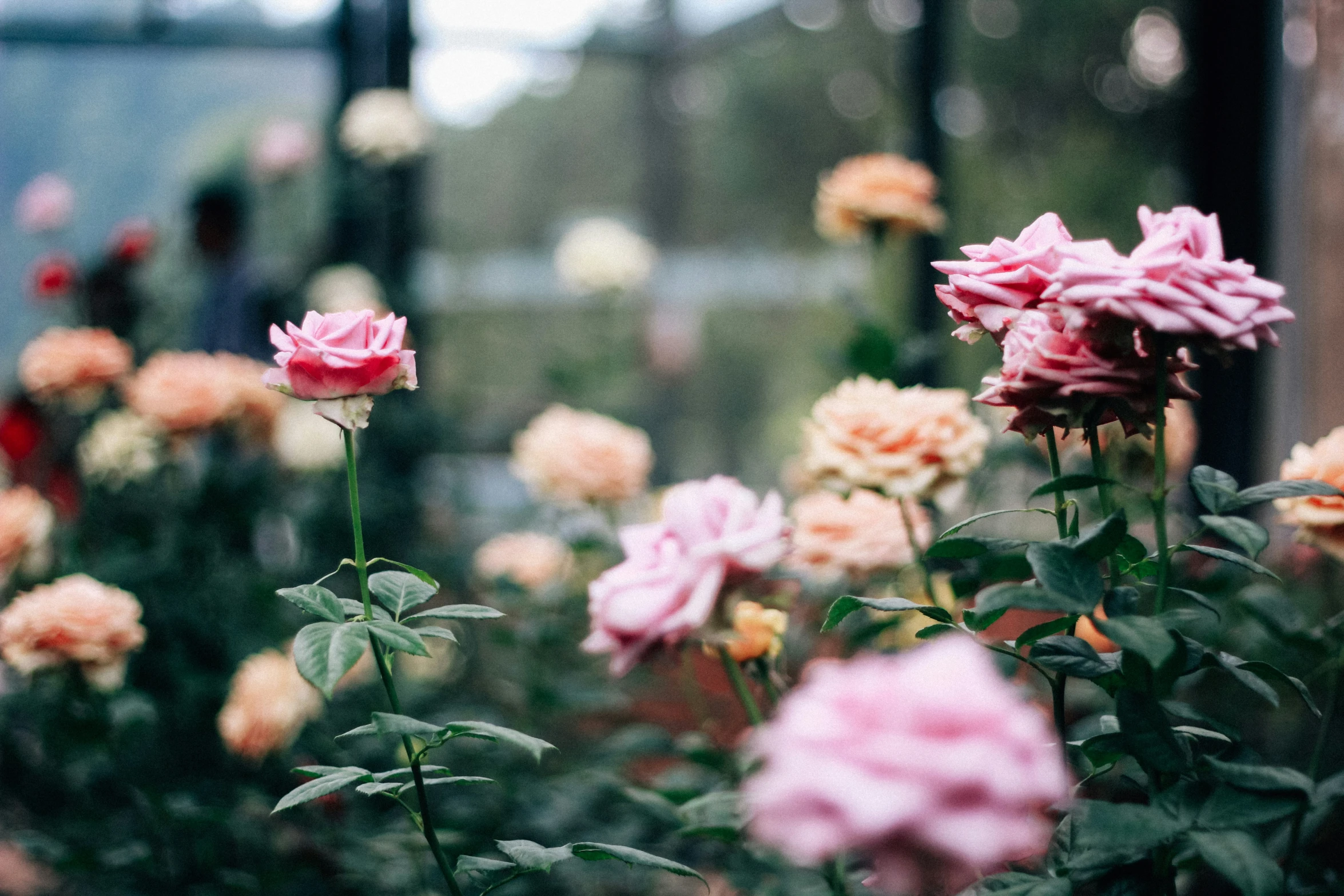 a variety of roses are blooming in a pot