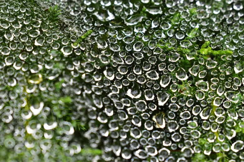 droplets cover the top leaves of plants and shrubs