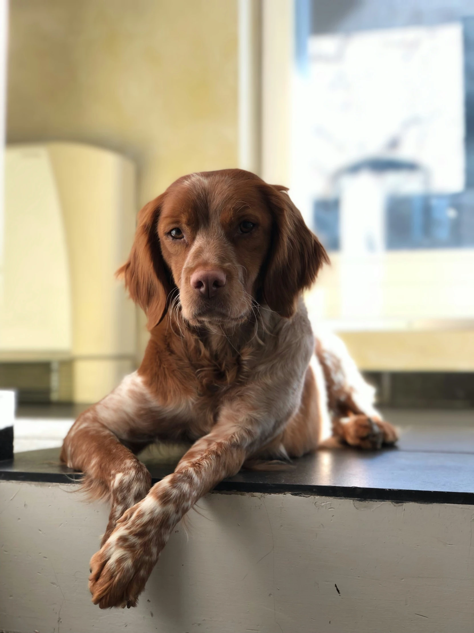 a dog is laying on a table and looking at the camera