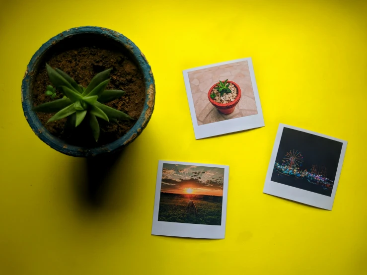 three pictures on yellow table with a cactus and succulent