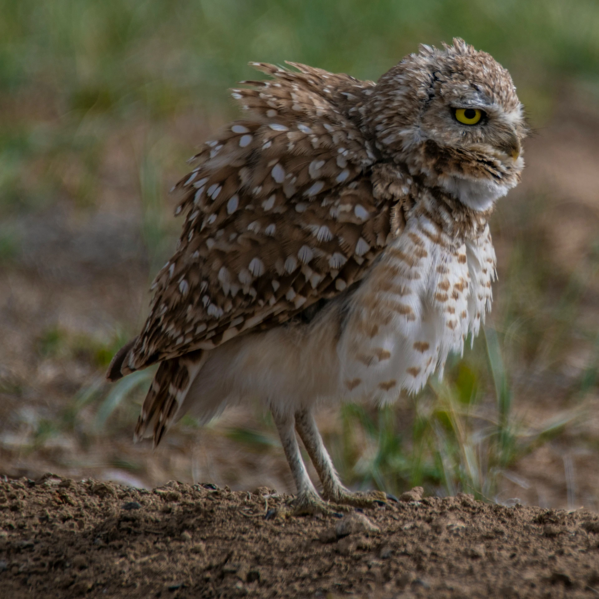 a little brown and white owl standing in the dirt