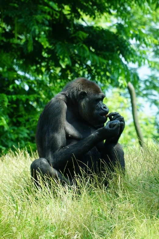 a big gorilla is sitting on some grass