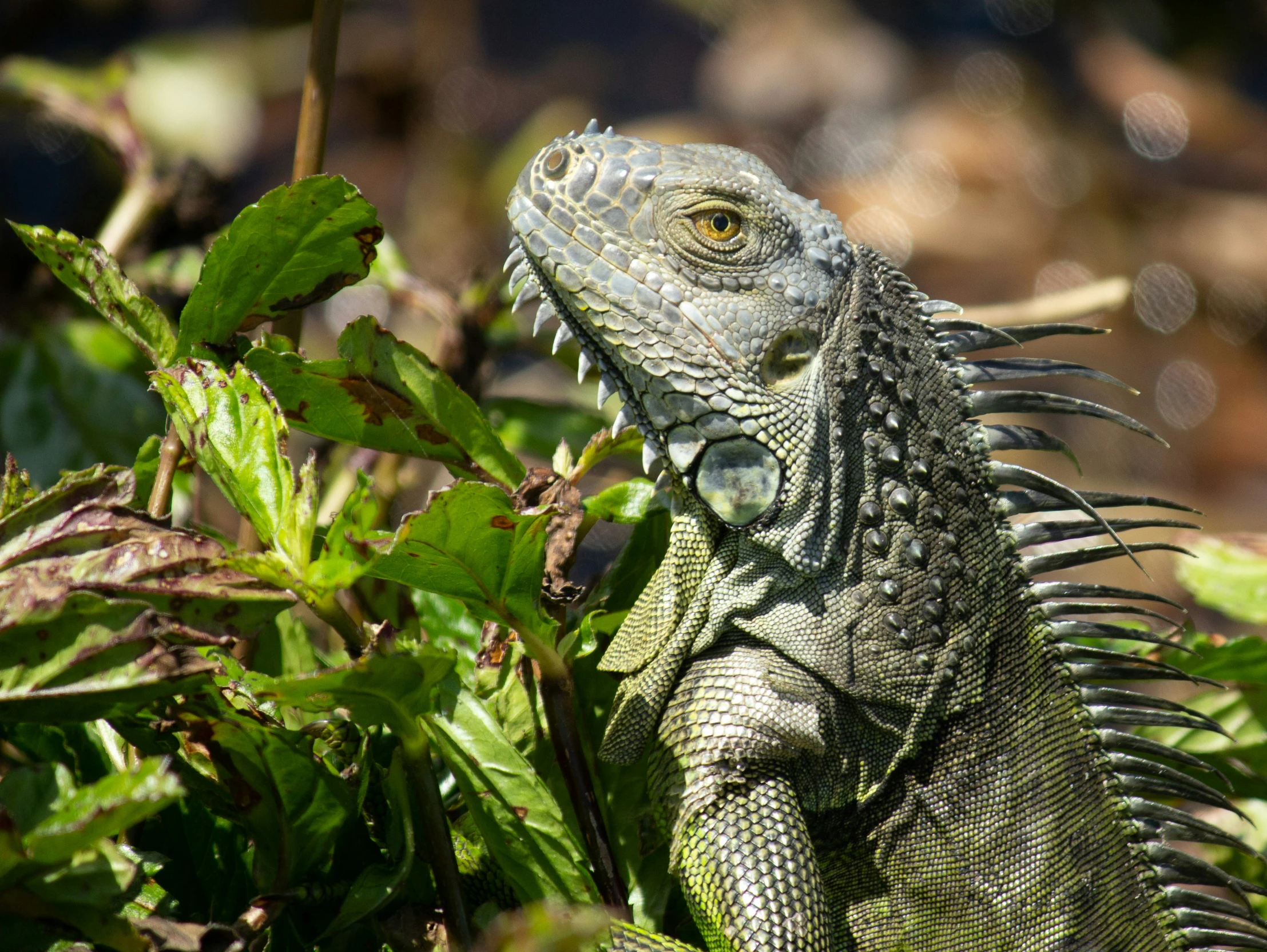 an iguana sits on the tree nch and looks around