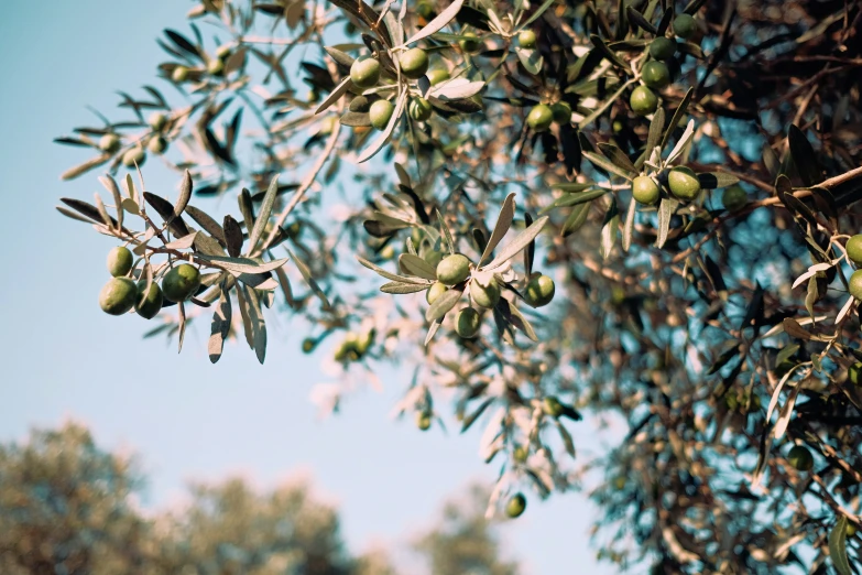 an olive tree is in a green area against a blue sky