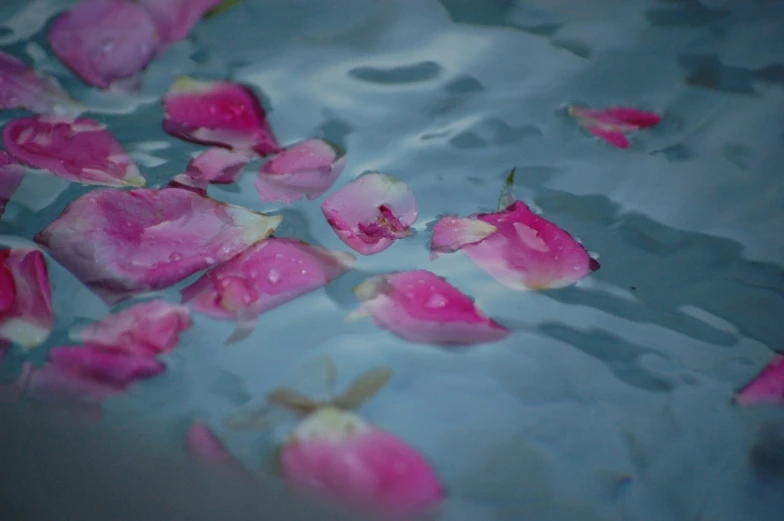 a group of pink flowers floating in a river