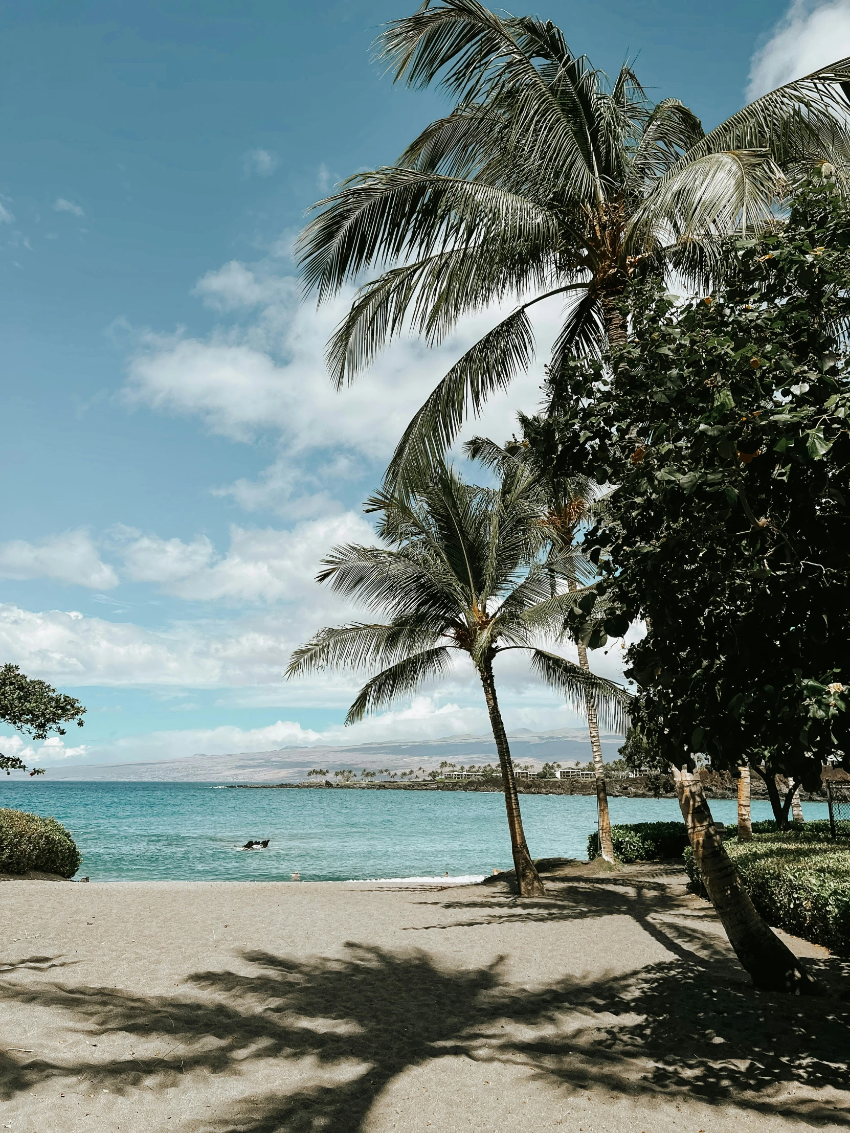 a blue ocean, palm trees and some clouds are visible