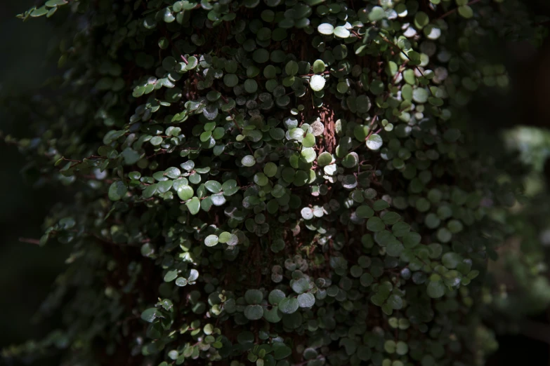 a bunch of trees that have green leaves growing on them