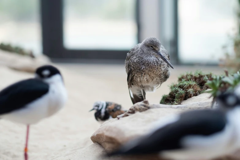 some small birds that are sitting on a rock