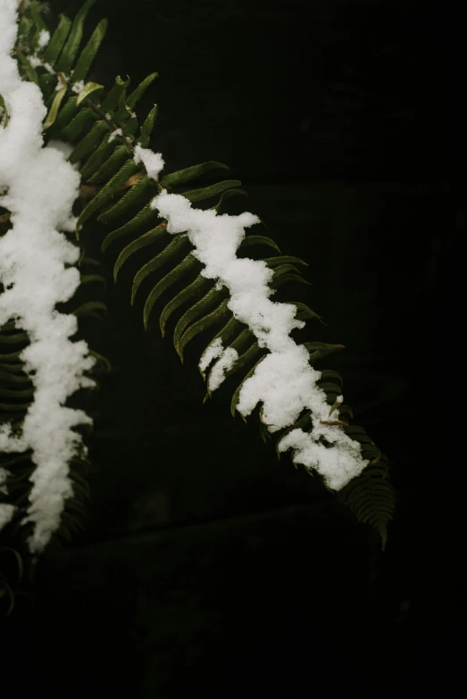 a fern leaf is covered with snow as it stands out against the dark background