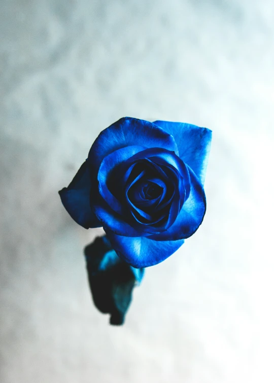 a single blue rose that is on a table