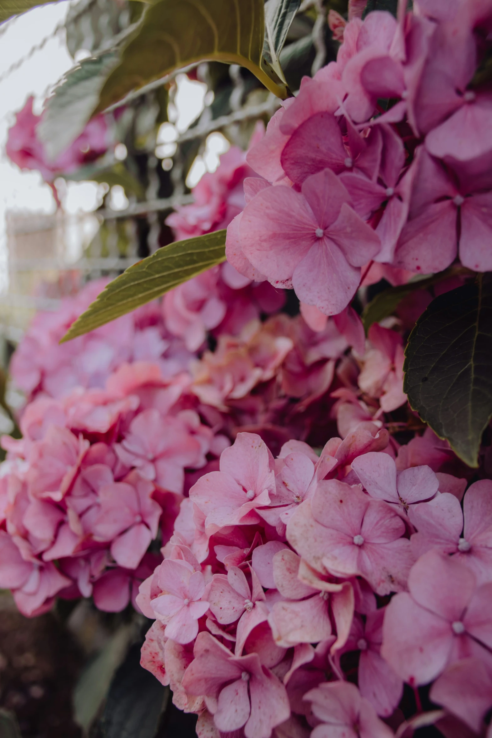 a large cluster of pink flowers near one another