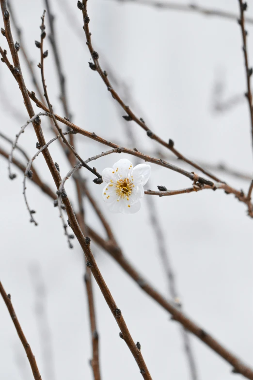 a blooming nch that has several small white flowers