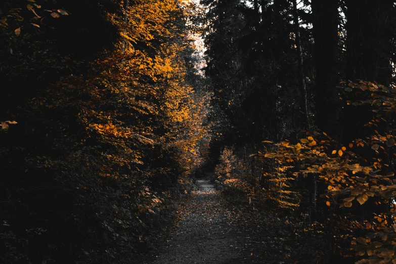 a dark path surrounded by trees covered in fall leaves