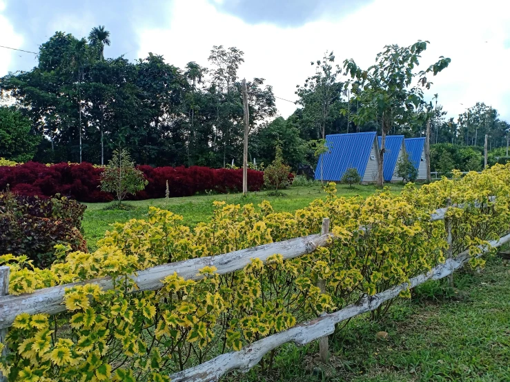 a field of yellow flowers next to a fence