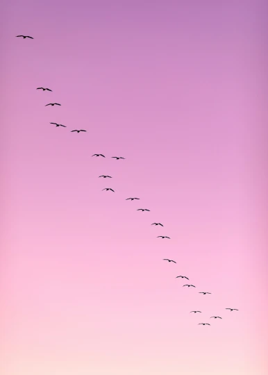 a flock of birds flying in a purple sky