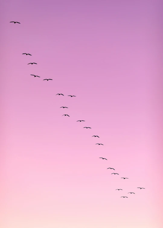 a flock of birds flying in a purple sky