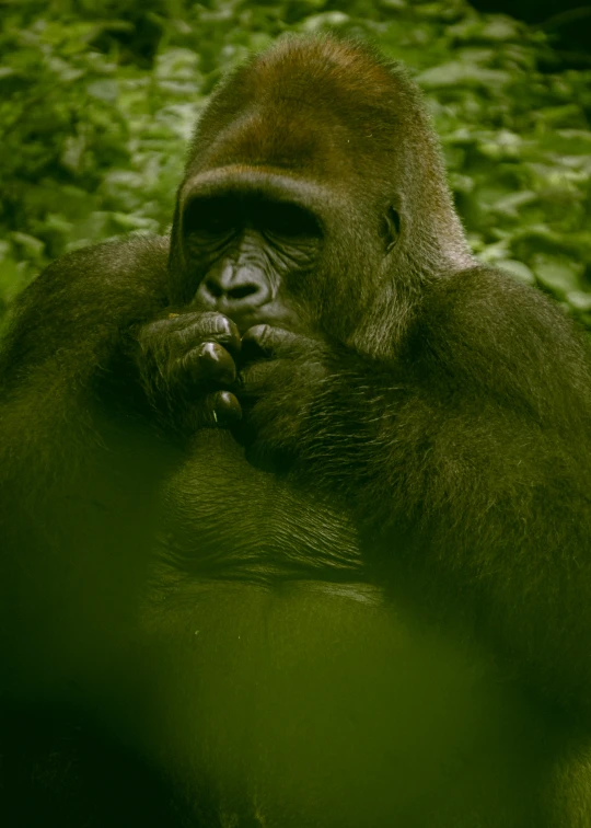 an adult gorilla laying down in the water