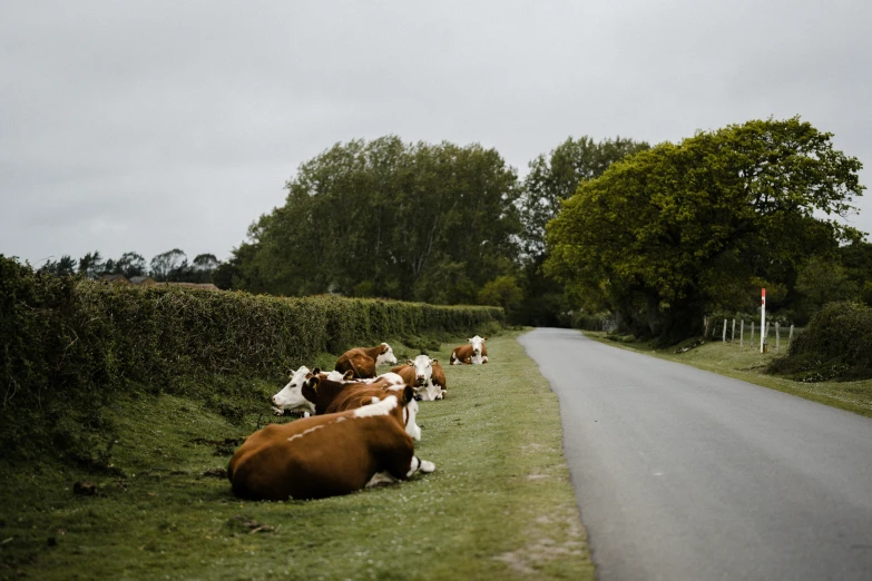 a herd of brown cows grazing on a green grass covered road