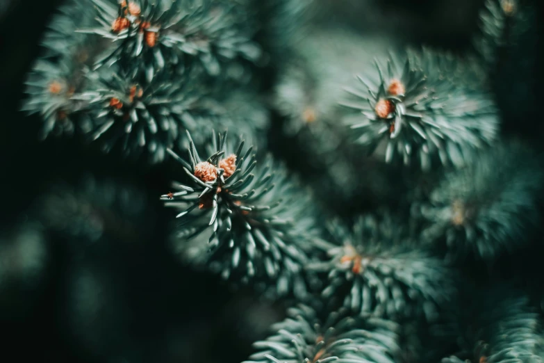 close up of pine needles with brown spots on them