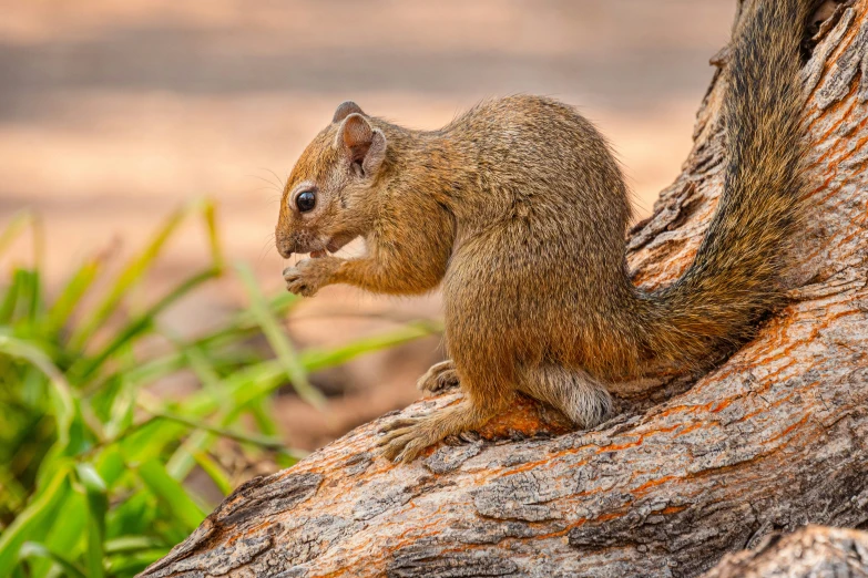 a small brown rodent on the side of a tree trunk