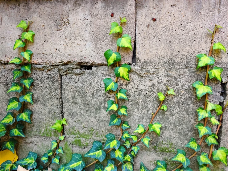 the ivy is growing on the side of the building