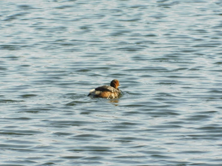 a duck floating on a body of water near another duck