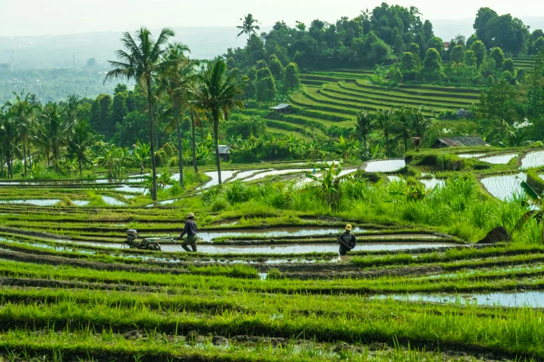 some people are walking through a lush field