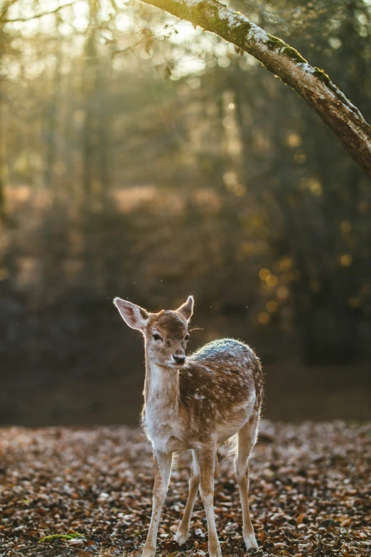 a young deer standing in leaves under a tree