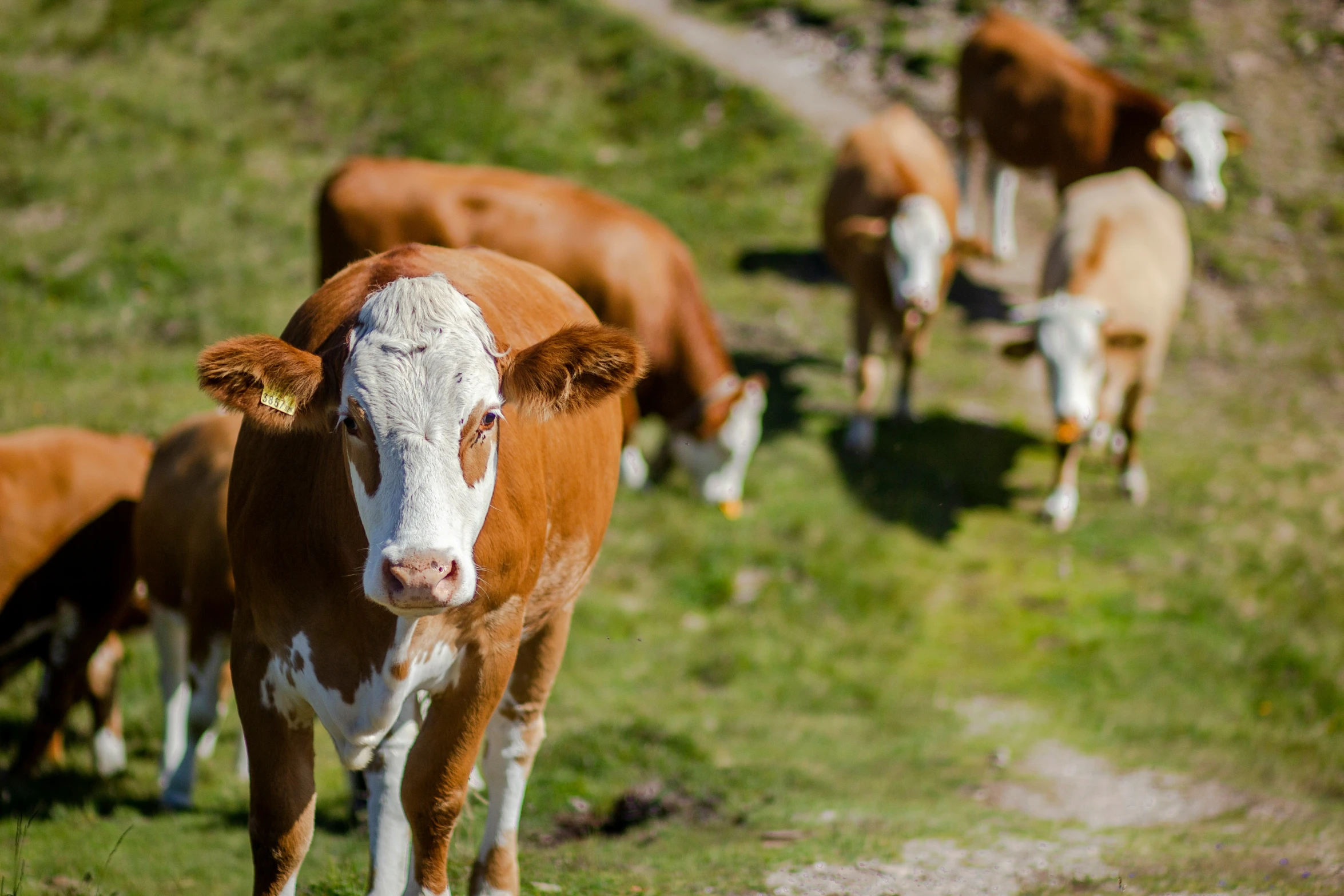 a group of cattle stand on a hill side