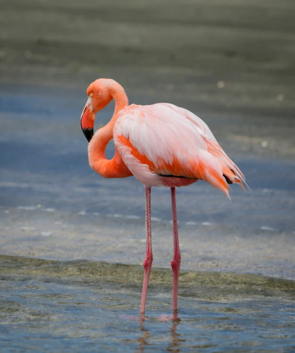 an orange flamingo with its bill down walking through the water