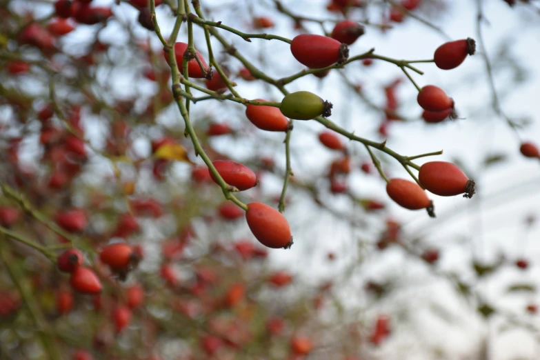 the fruit has been gathered along the tree