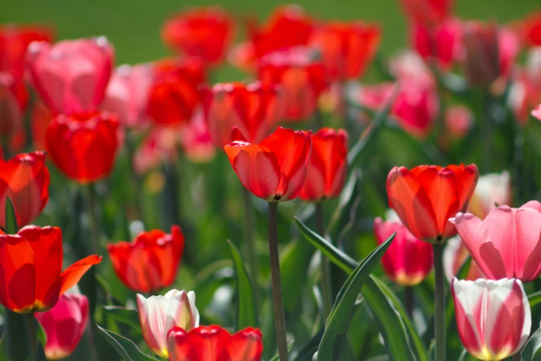 a field with red and pink tulips near a grassy area