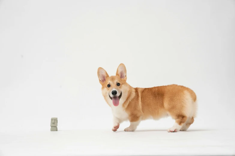 a brown and white dog is looking at the camera