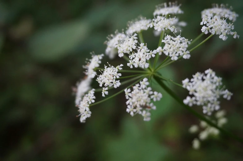 close up of small white flowers growing on grass