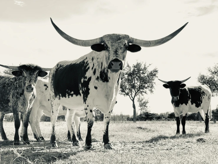 four long horn cattle standing in an open field