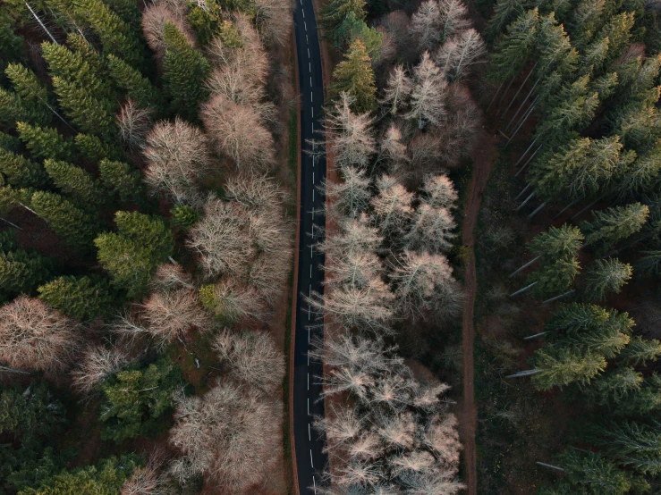 a view of a road in the woods from above