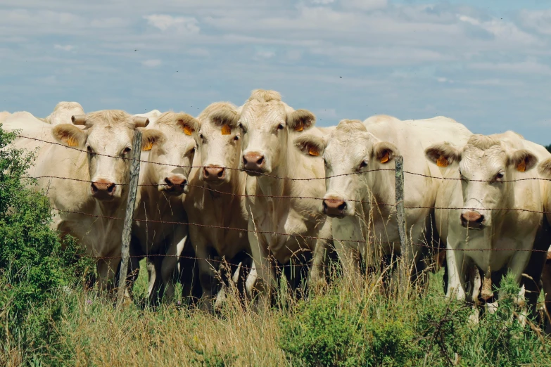 several cows standing around and staring at the camera