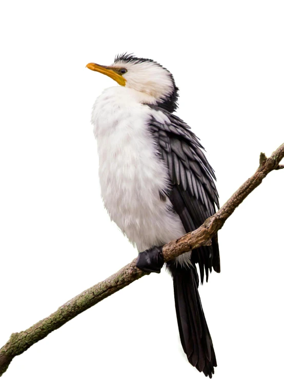 bird sitting on limb in white and black colors