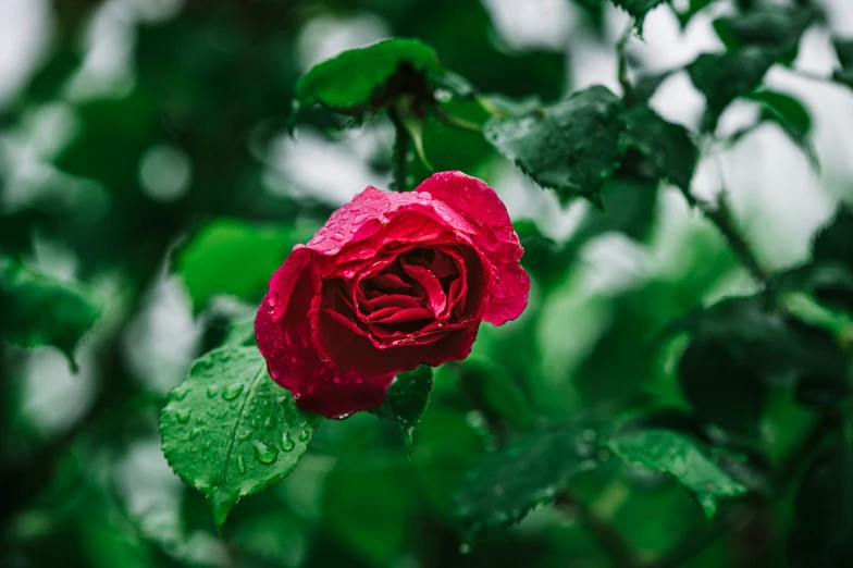 a red rose is pictured among the green foliage