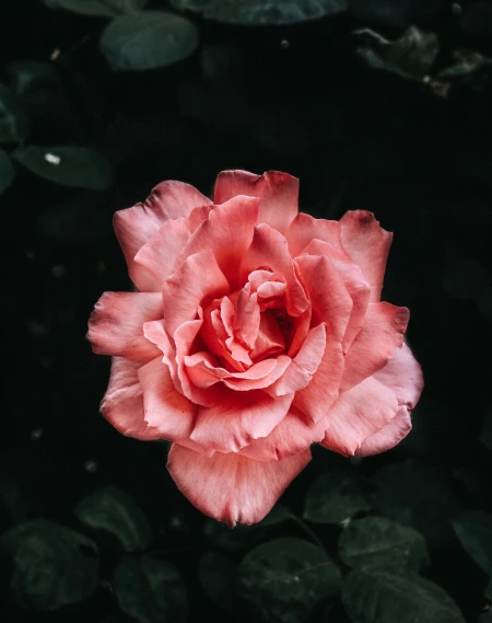 the large flower of a pink rose is blooming