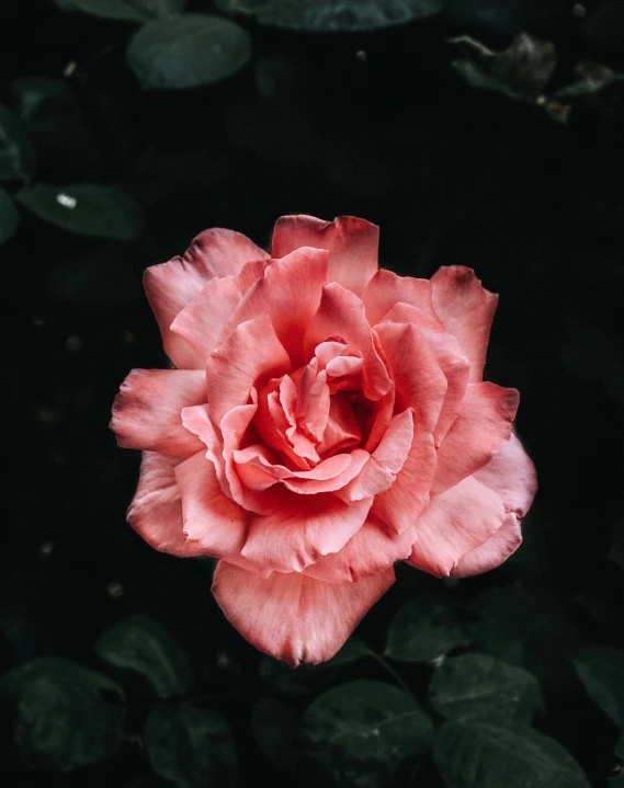 the large flower of a pink rose is blooming