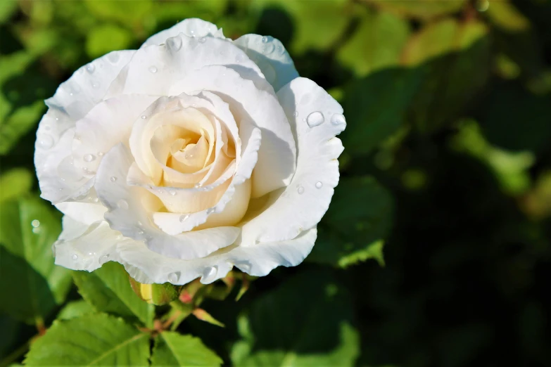 a white flower with drops on it's petals