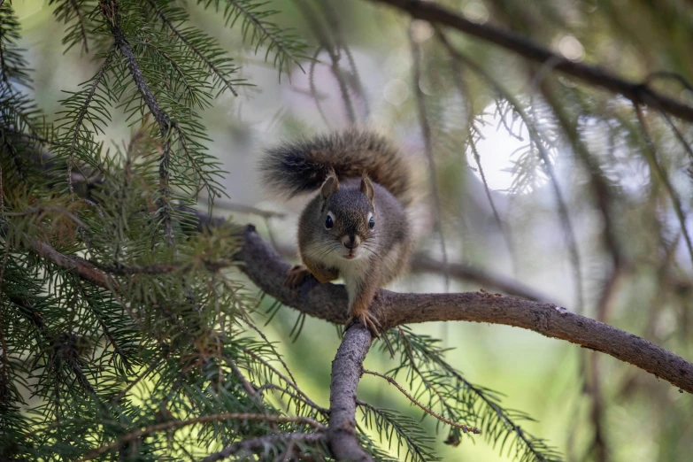 a squirrel is perched in a tree with its front paws hanging down