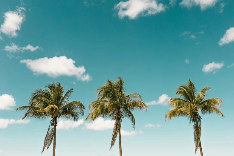 three palm trees and a boat in the background