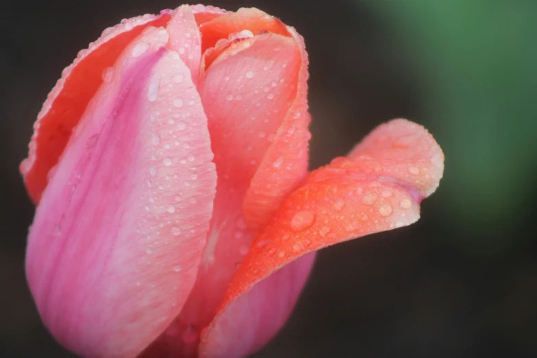 a pink and white flower with drops of water