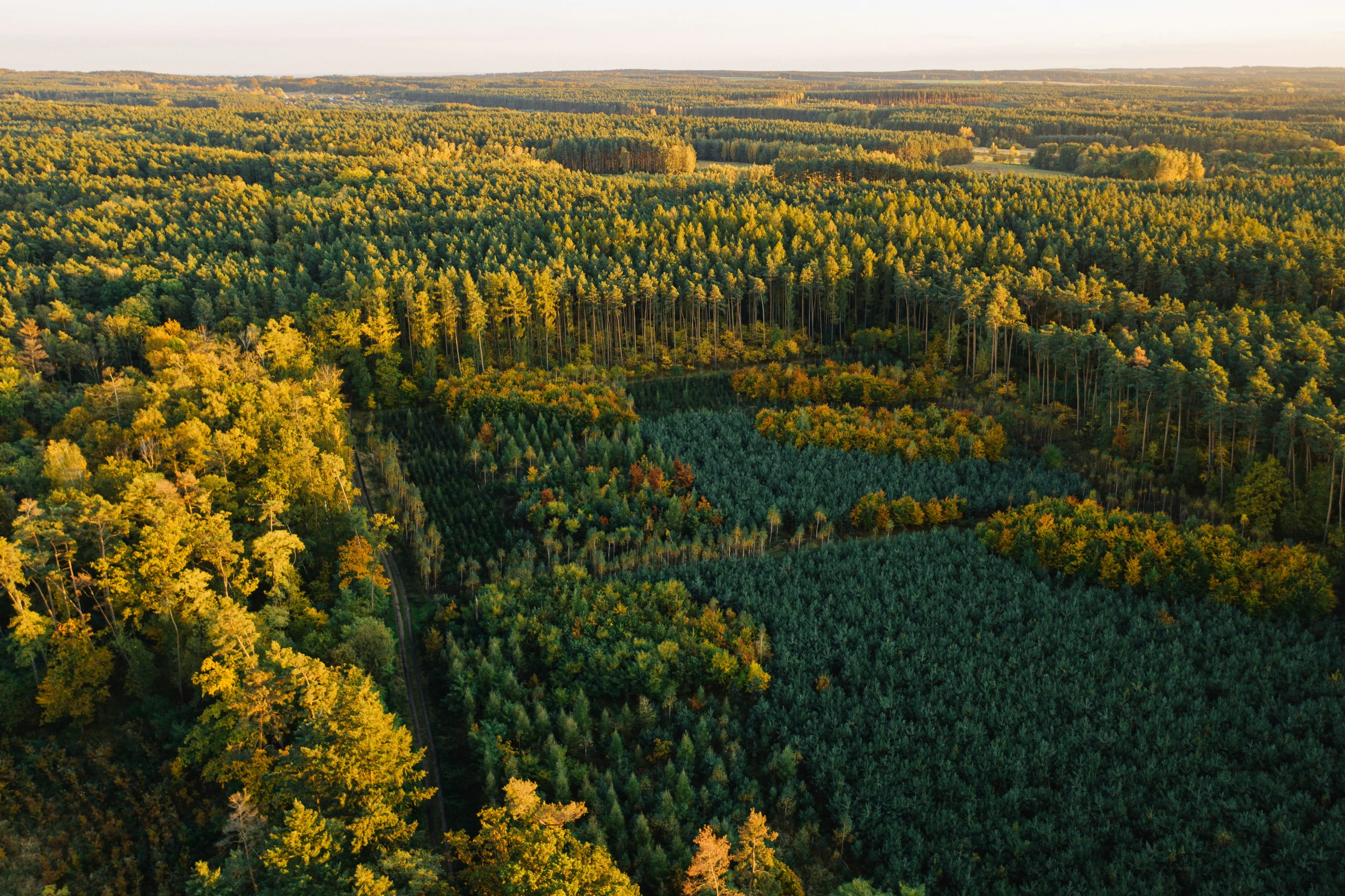 an aerial s of a forest from above