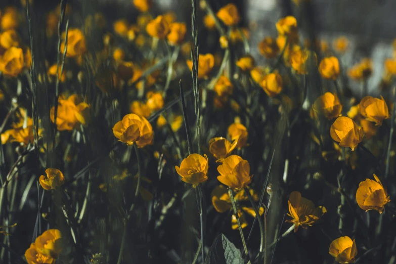 yellow flowers are shown growing in the wild