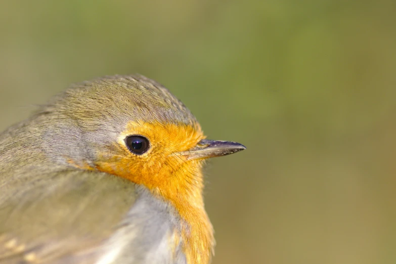 a bird that is on the side of the road