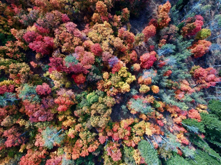 aerial view of tree's with green leaves on the ground